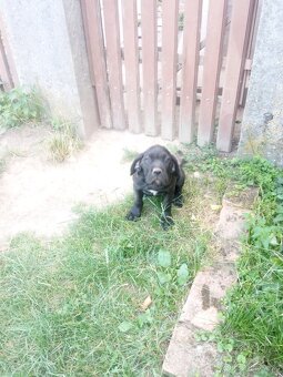 Cane corso - 5