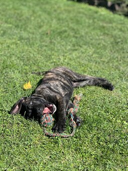 Cane Corso - psík - 5