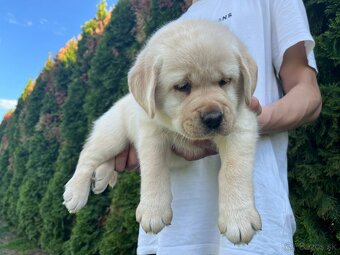 Labrador retriever šteniatka s PP - 5