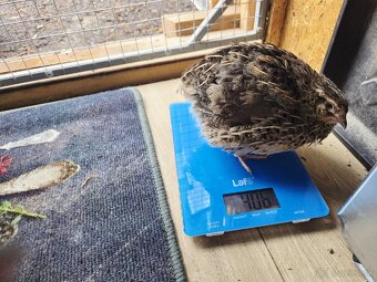 Násadové vajíčka Japonskej prepelice Faraón - 5