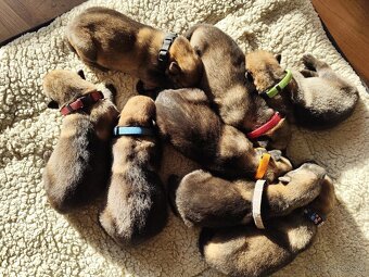 Československý vlčiak s PP - 5