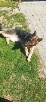Nemecký ovčiak fenka 13mesiacov - 5