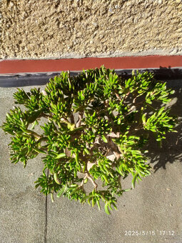 Crassula ovata "Gollum" Shrekove uši sukulent - 5