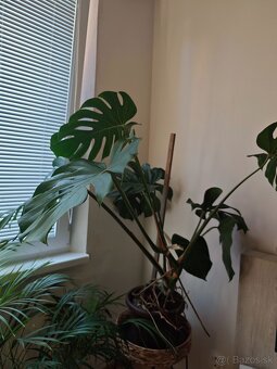 Monstera delicosa XXL - 5