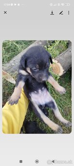 darujem šteniatko - 5