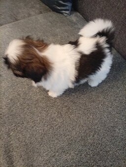 Shi-tzu - 5