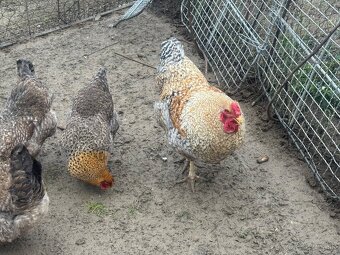 Predám nasadove vajíčka oravka rodobarva - 5