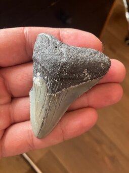 Fosília, skamenelina, Megalodon, zub, žralok - inzerát č.8 - 5