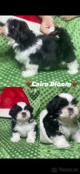 Shih-tzu S PP (Ši cu, shih tzu) - 5