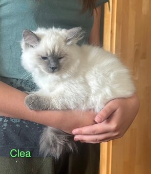 Predám mačiatka Ragdoll s PP voľná len Coco, Clea-predaná - 5