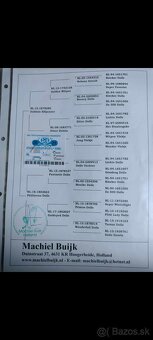 Predám poštové holuby - 5