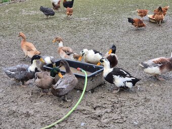 Predam husy/kačice na zarez - 5