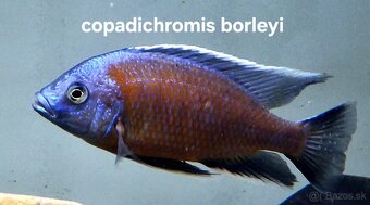 Africke cichlidy malawi - 5