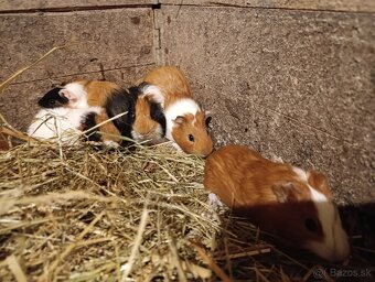 Morské prasiatko - 5