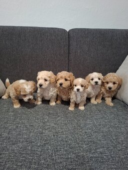 Maltipoo - 5