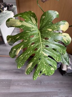 monstera thai vrcholovy odrezok - 5