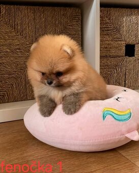 Pomeranian mini Boo - 5