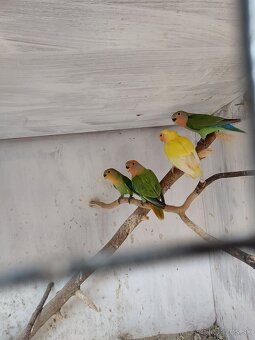 Predám agapornis - 5