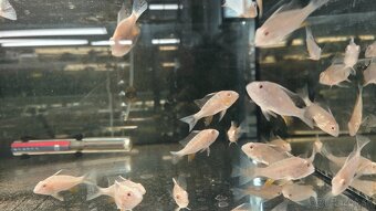 Akara Heckelli albino ,Heckeli - 5