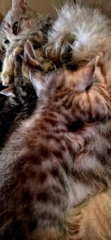 Mix Maine coon - 5