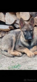 Predám šteniatka fenky  nemeckého ovčiaka - 5