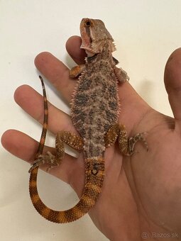 Red Agama bradatá - 5