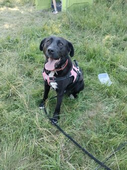 Darujem super rodinného psa - labrador mix doga - 5