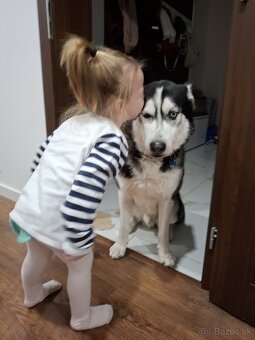 Husky darujem - 5