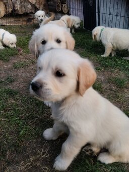 Zlatý retriever - 5