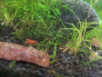 Predám 100l a 30l akvarium s prislusenstvom - 5