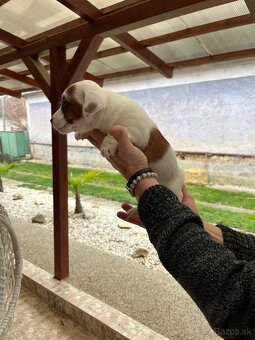 Jack Russell terier - 5