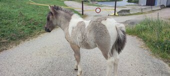 Predám žrebčeka Shetland - 5
