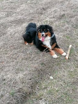 Austrálsky ovčiak - 5