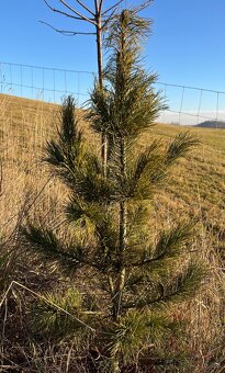 Sibírsky Céder / Pinus Sibirica Stromčeky - 5