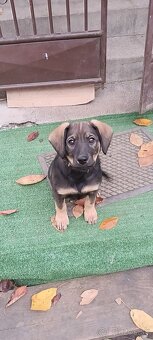 Darujem steniatko - 5