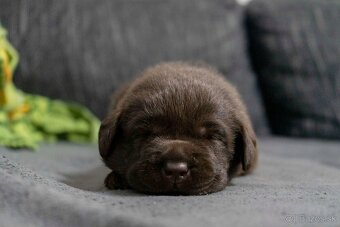 Čokoládové šteniatka labrador retriever s PP - 5