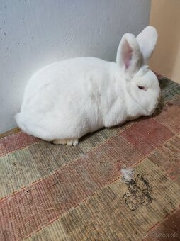 Novozélandský biely - predaj - 5