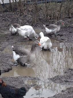 Predám tulúzske husi a gunare - 5
