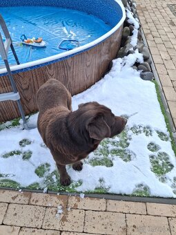 Darujem Labradora - 5