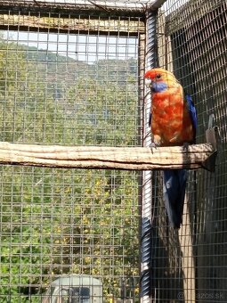 Rozely Adelaidské - 5