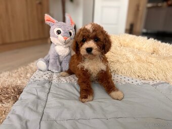 Roztomilé šteniatka Cavapoo - 5