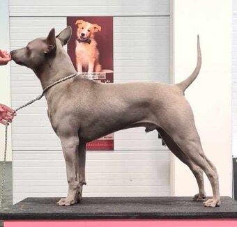 Thajský ridgeback modré barvy s PP - Thai ridgeback dog - 5