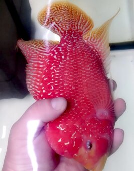 Flowerhorn - 5