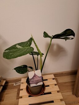 Monstera thai constellation - 5