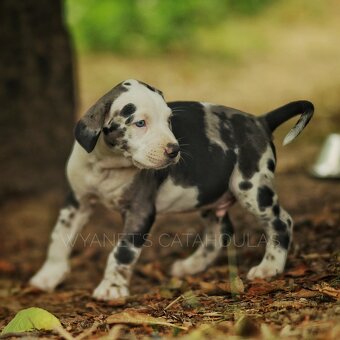 Louisianský leopardí pes – Louisiana Catahoula s PP - 5