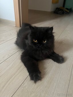 Perzská perská činčila - 5