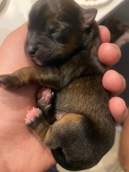 Predám šteniatka Yorkšira - 5