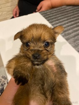 Predám šteniatka Yorkšira - 5