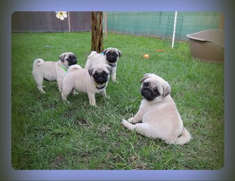 MOPS s PP.FCI. - 5