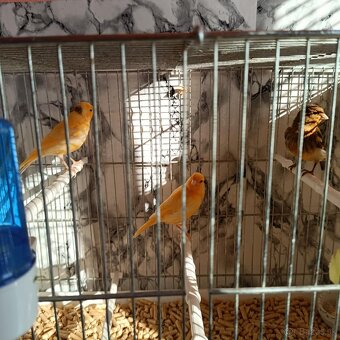 Eladó kanarik zebrapintyek - 5